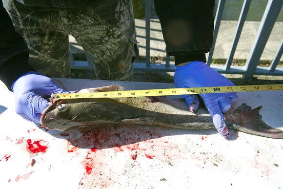 This 15-inch channel catfish was caught by Dawayne Owens of D.C. at the Anacostia Watershed Society's fishing event, designed to raise awareness of the dangers of eating Anacostia catfish as well as to collect fish samples to test for toxins