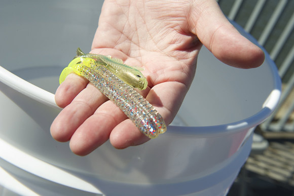 These lures, given out by the Anacostia Watershed Society, help anglers catch perch, bass and snakeheads, not the unsafe catfish