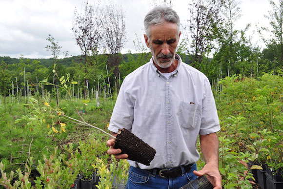 Brian Mayell, general manager of Casey Tree Farm, where the nonprofit grows baby trees to be shipped back to the city