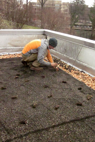 Green roof installation