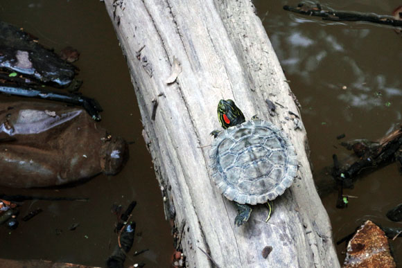 Baby turtle just because