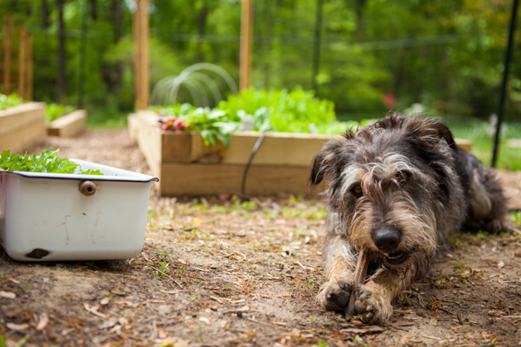 Sprout, Sheperd's faithful gardening companion