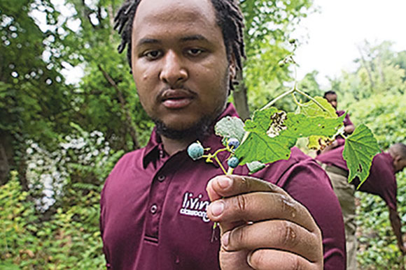 Malik Hough holds a piece of invasive porcelain berry vine that has overrun the islands and that the Green Team is working hard to remove