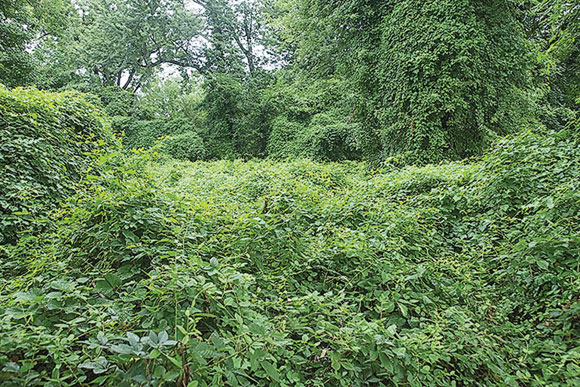 Entire swaths of the islands have been taken over by invasive plants 
